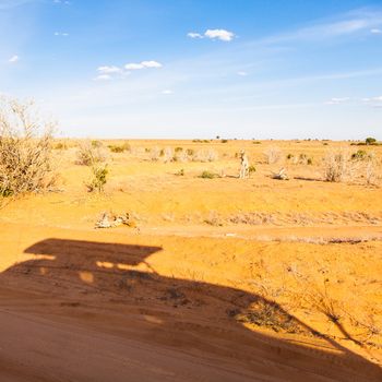 Kenya, Tsavo East National Park. Safari vehicles silhouettes on orange and blue panorama