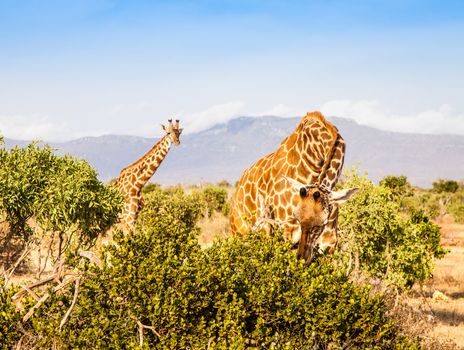 Kenya, Tsavo East National Park. Free giraffe in sunset light.