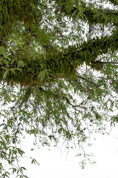Pyrrosia on big tree,isolate on white background.
