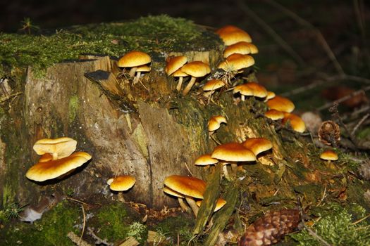 many brown of mushrooms in the wood