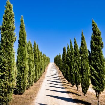 Empty tuscan cypress road, square format, blue sky and green trees
