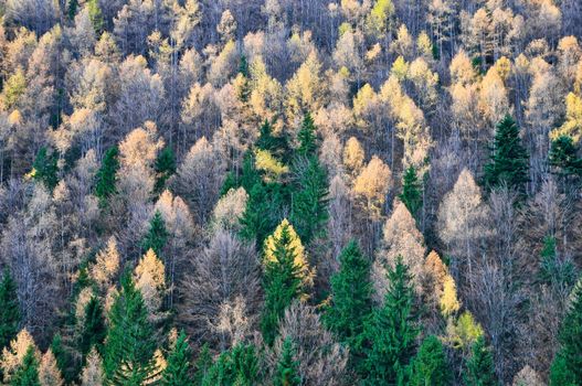 Autumn forest trees detail, landscape view, foliage