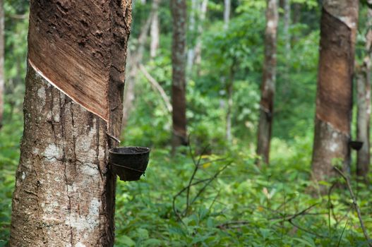 rubber tree agriculture and rubber milk collect