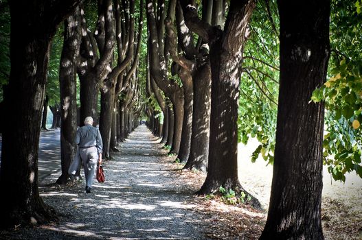 Old man walking in the park path surrounded by trees