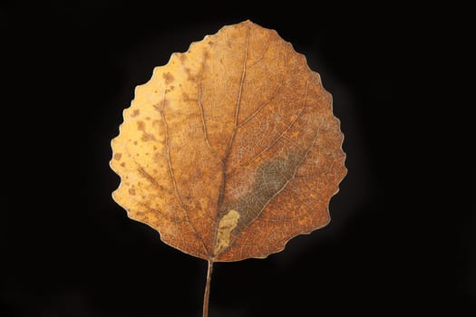 dry fallen autumn leaf with black background 