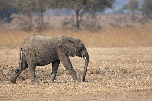 Wild Elephant in the Savannah in Mikumi, Tanzania