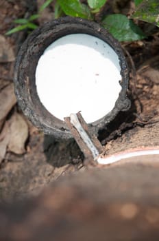 rubber tree agriculture rubber milk