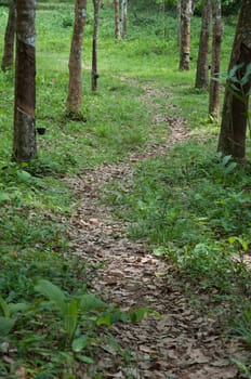 walk way in rubber tree garden