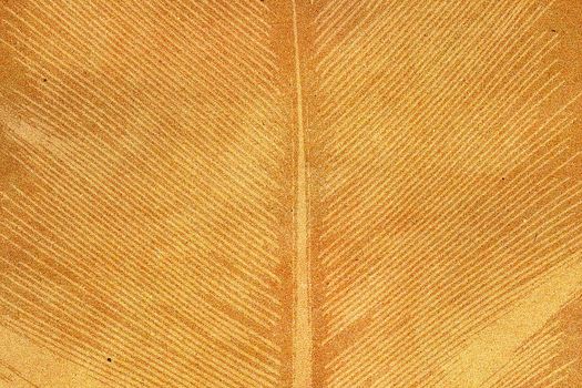 Palm leaf textured on grunge paper background