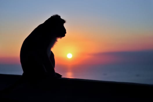 Sitting monkey silhouette at sunset, sun and sky background