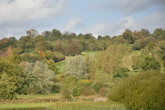 trees in english countryside