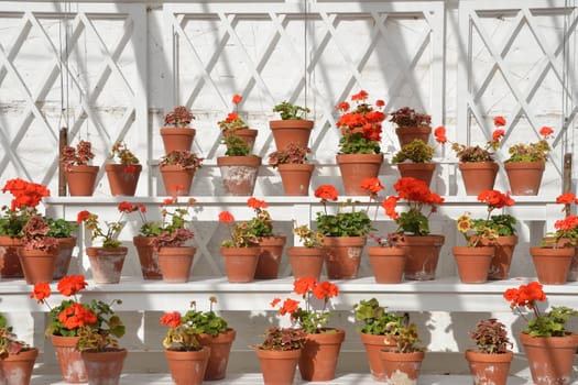 rows of geraniums in greenhouse