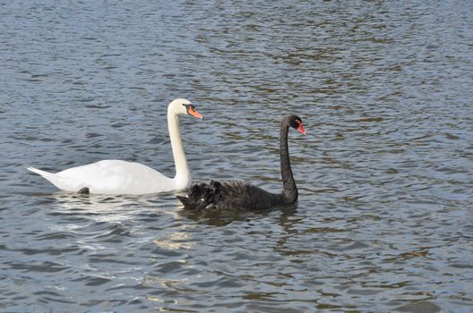 Black and white swans swimming togeter