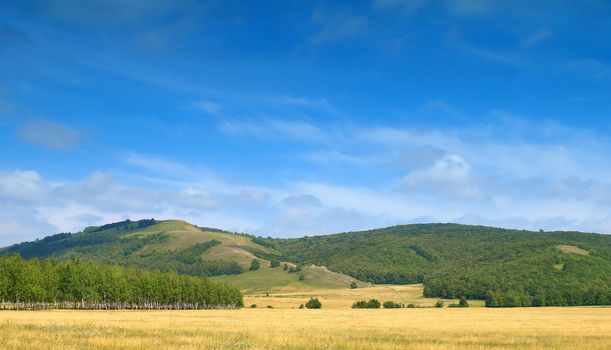 Summer landscape with trees on the mountains