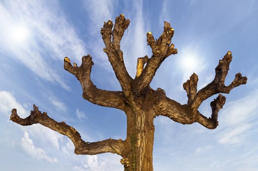 Detail of the upper part a pruned brown tree on blue sky
