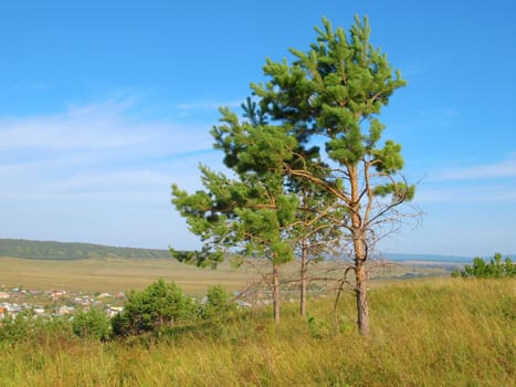 Summer landscape with pines