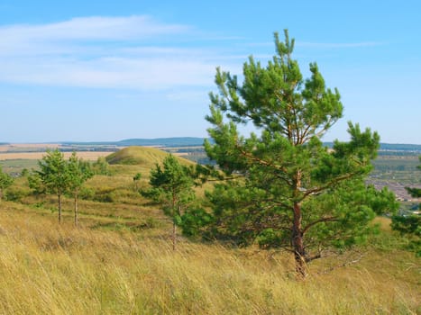 Landscape with pines and hill