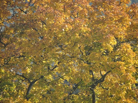 And the leaves that are green turn to brown - Autumn leaves on a tree