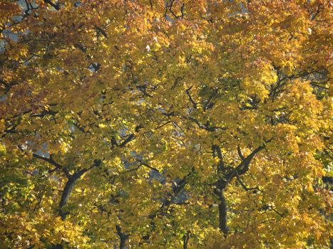 And the leaves that are green turn to brown - Autumn leaves on a tree