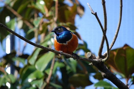Superb starling with bright plumage on a bare branch