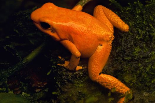 A closeup of a golden poison frog in Colombia.