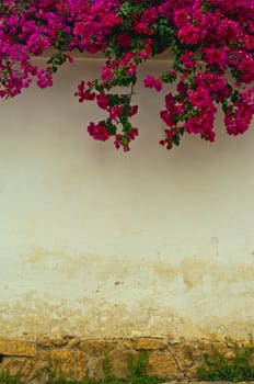 A colonial wall with a Bougainvillea plant overhanging.