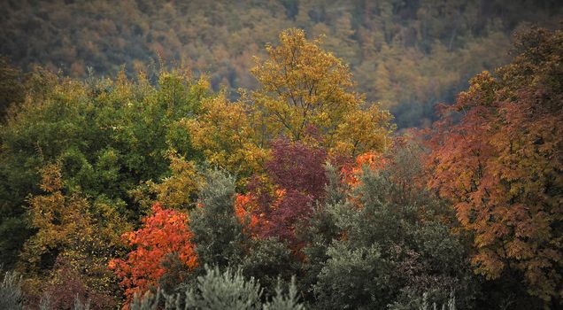 In autumn, every tree has its own color