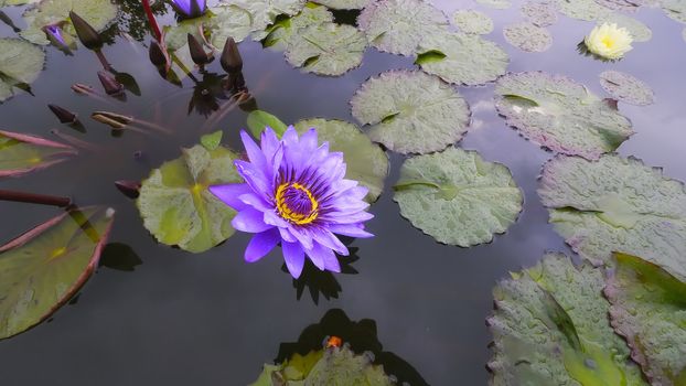 The waterlily after the rain shows all its splendor