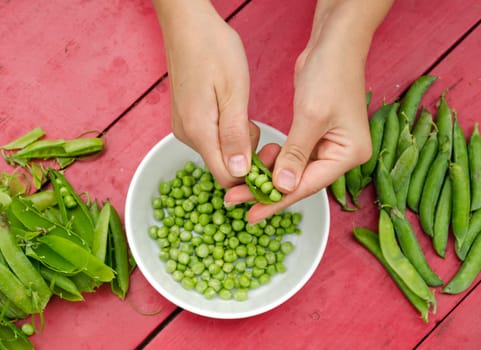 Woman hands hulled peas from shell in white plate on red wooden table.