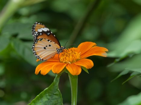 A beautiful butterfly sitting in the flower