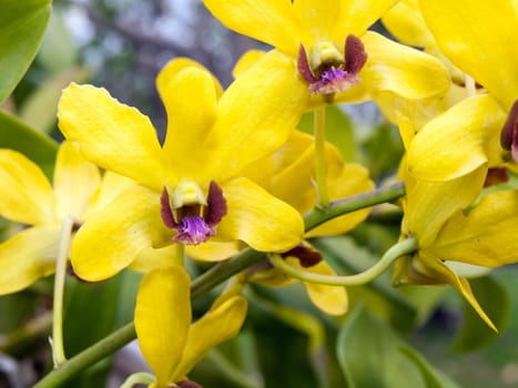 Yellow dendrobium orchid flower