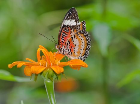 A beautiful butterfly sitting in the flower