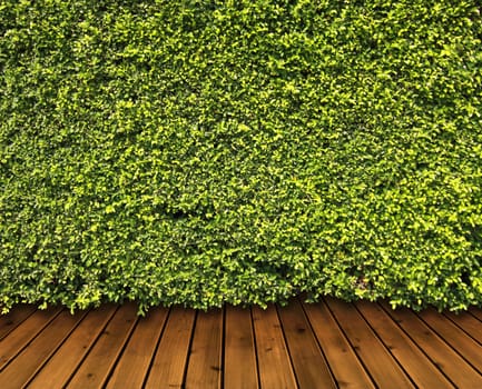 Green leaves wall and wood floor for background