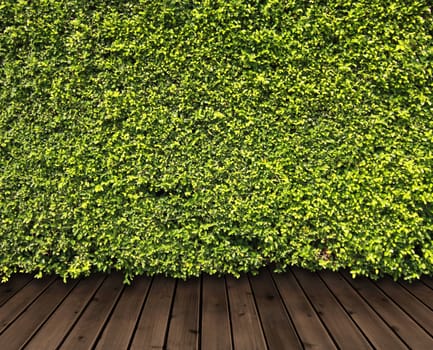 Green leaves wall and wood floor for background