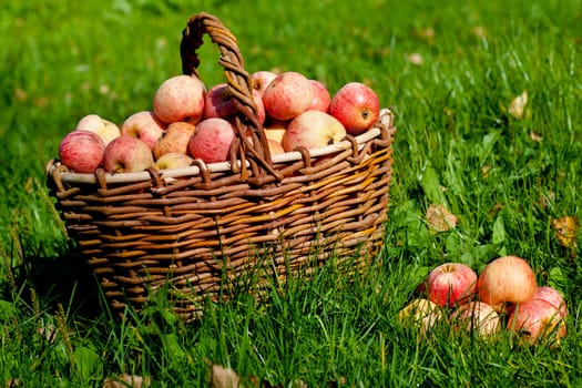Fresh ripe red apples in a basket on a green grass