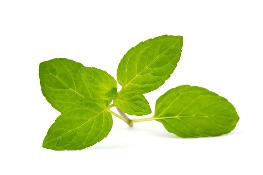 mint leaves isolated on white