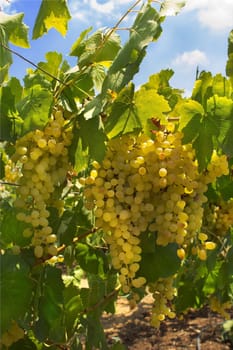 bunches of ripe juicy green grapes before harvest