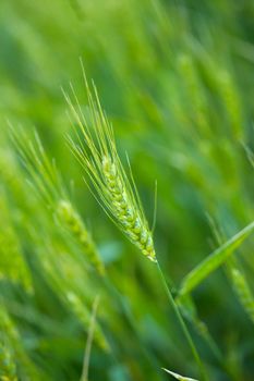 Growing cereal plant on an agricultural field