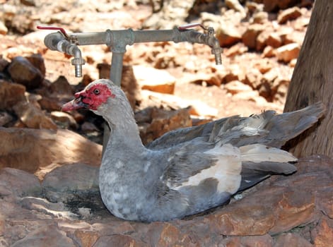 Muscovy Duck (Cairina moschata) with a red head waits for water