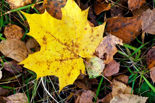 Closeup view of yellow leaf in the autumn