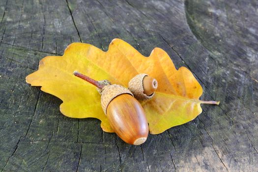 acorn and yellow oak leaf on a dead trunk surface