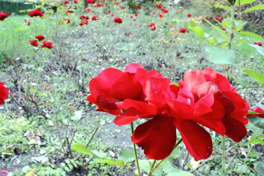 red rose in the garden in fall - vintage picture look