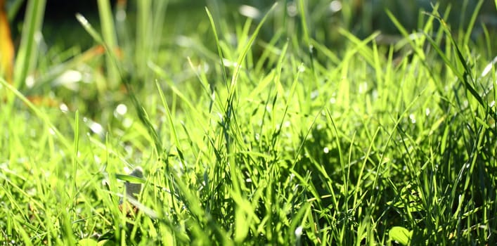 abstract view of green grass in the morning