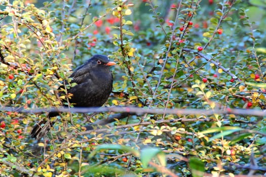 common blackbird male standing on a branch of hawthorn