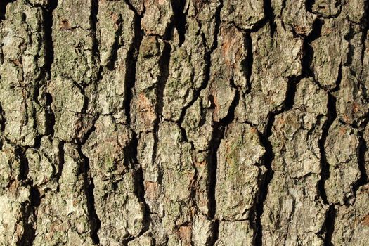 oak ( quercus robur ) bark texture ( horizontal )