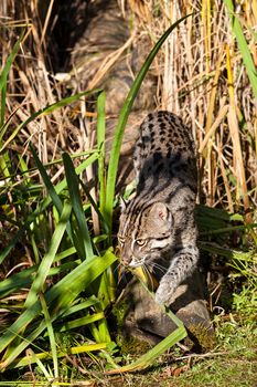 Fishing Cat Sneaking through Long Grass Prionailurus Viverrinus