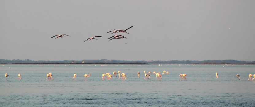 Flamingos flying upon others in Camargue, France