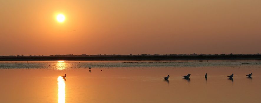 Seagulls standing quietly in the water by sunset