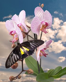 Black butterfly on the pink orchid