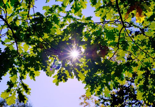 Ray of sunshine through the leaves of oak